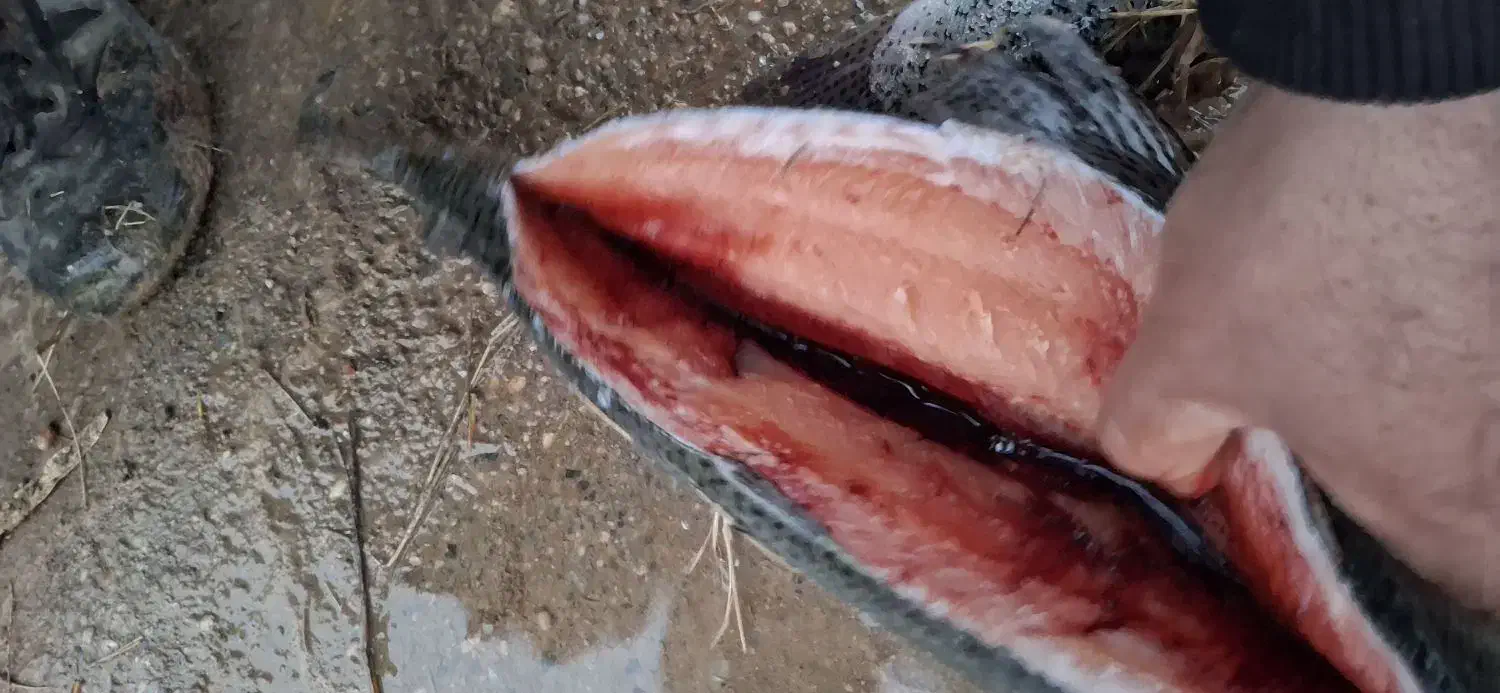 ماهی قزل آلا|ماهی|ماهنشان, |دیوار