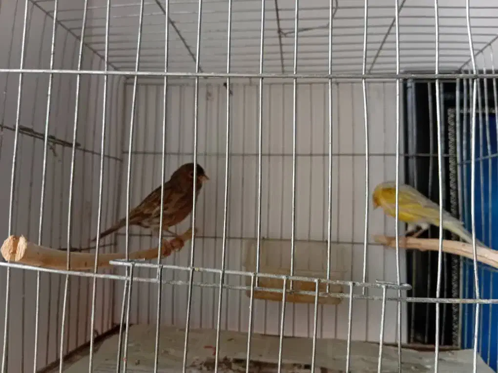 تعدادی قناری|پرنده|رودسر, |دیوار