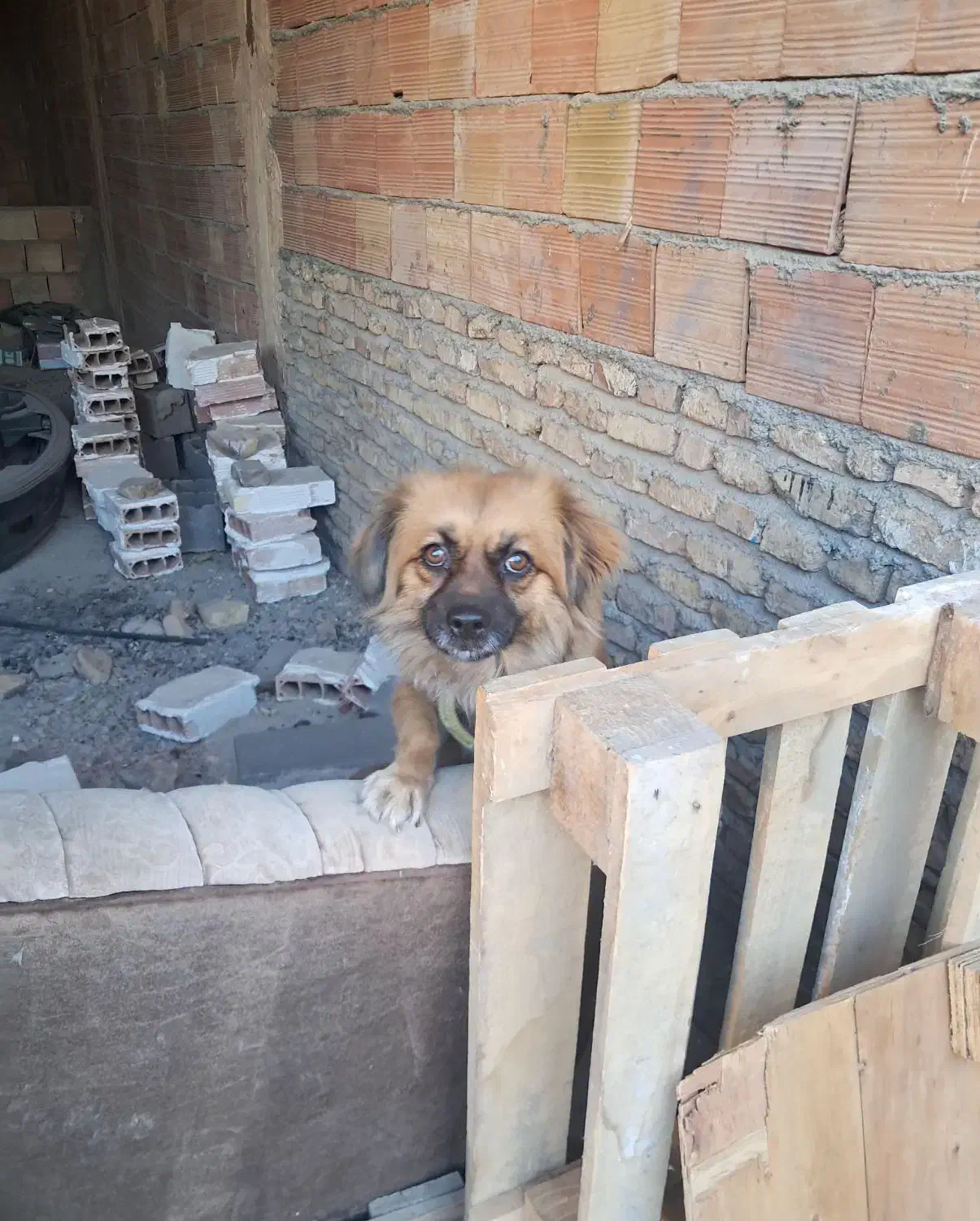 واگذار سگ پاکوتاه|حیوانات|پاکدشت, پاکدشت (مامازند)|دیوار