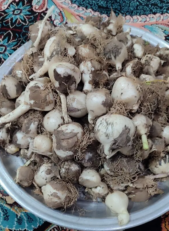 موسیر|خوردنی و آشامیدنی|سیلاخور, |دیوار