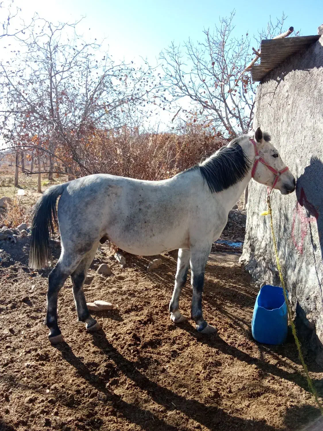 اسب|اسب و تجهیزات اسب‌سواری|رابر, |دیوار