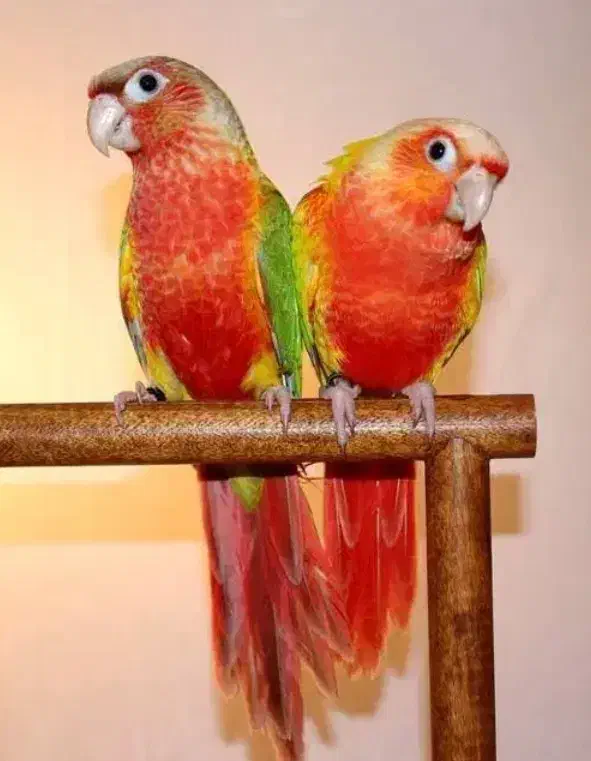 طوطی آناناسی رد اکستریم مولد|پرنده|ملارد, |دیوار