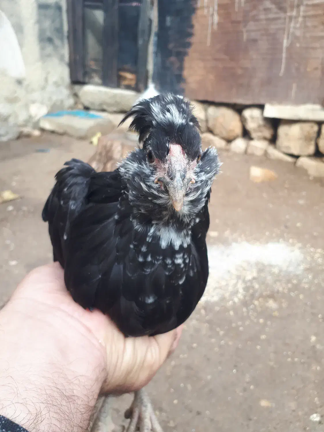 نیمچه مرغ و خروس گلین|حیوانات مزرعه|کرمانشاه, |دیوار