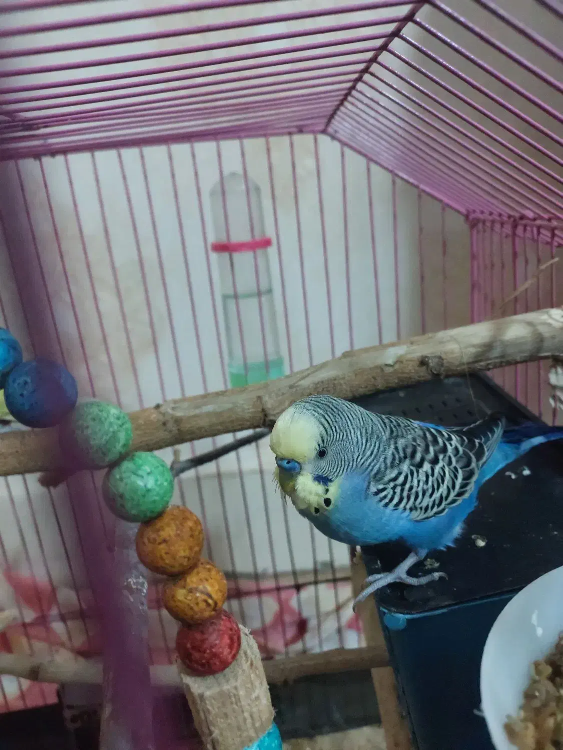 مرغ عشق اسپانگل|پرنده|بندر ماهشهر, |دیوار