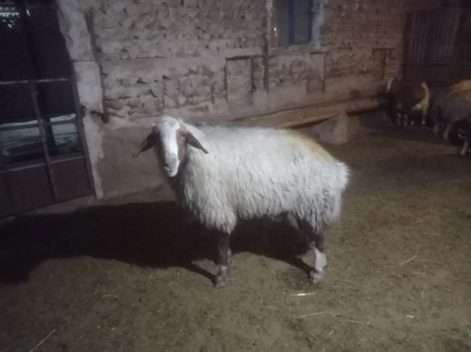 قوچ بختیاری اصیل|حیوانات مزرعه|گوآور, |دیوار