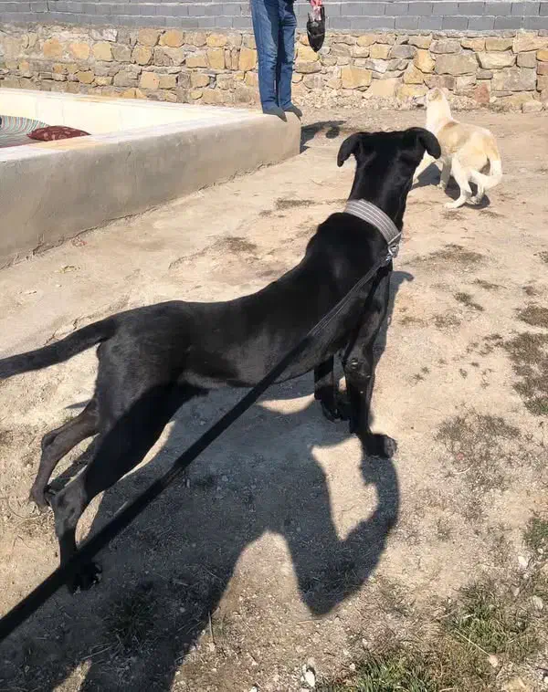 گریت دین نر|سگ|شیروان (خراسان), |دیوار