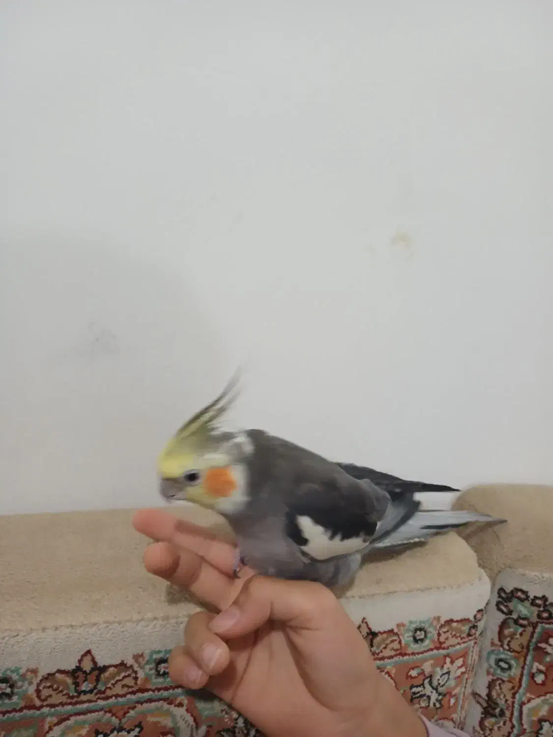 عروس هلندی|پرنده|ساوه, |دیوار