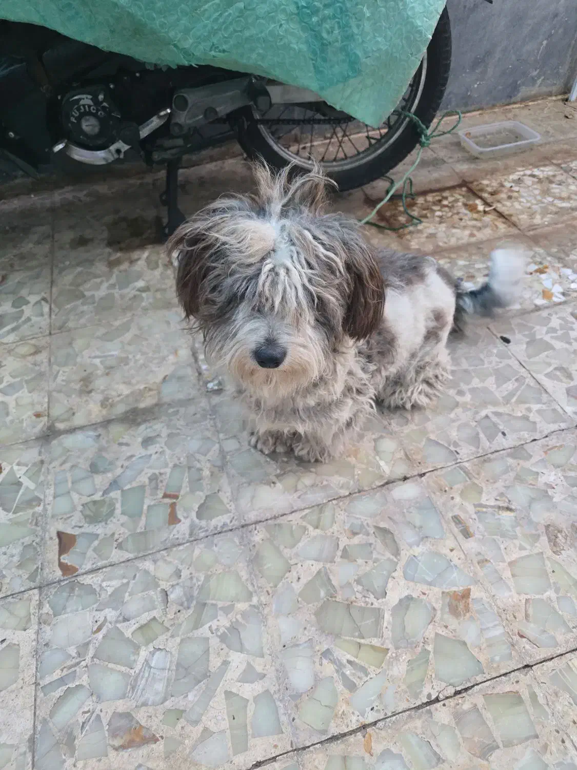 واگذاری سگ|سگ|دزفول, |دیوار