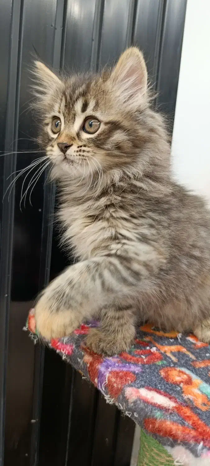 بچه گربه پرشین|گربه|مشهد, وحید|دیوار