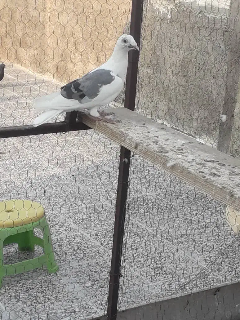 دوکتی|پرنده|شوشتر, |دیوار