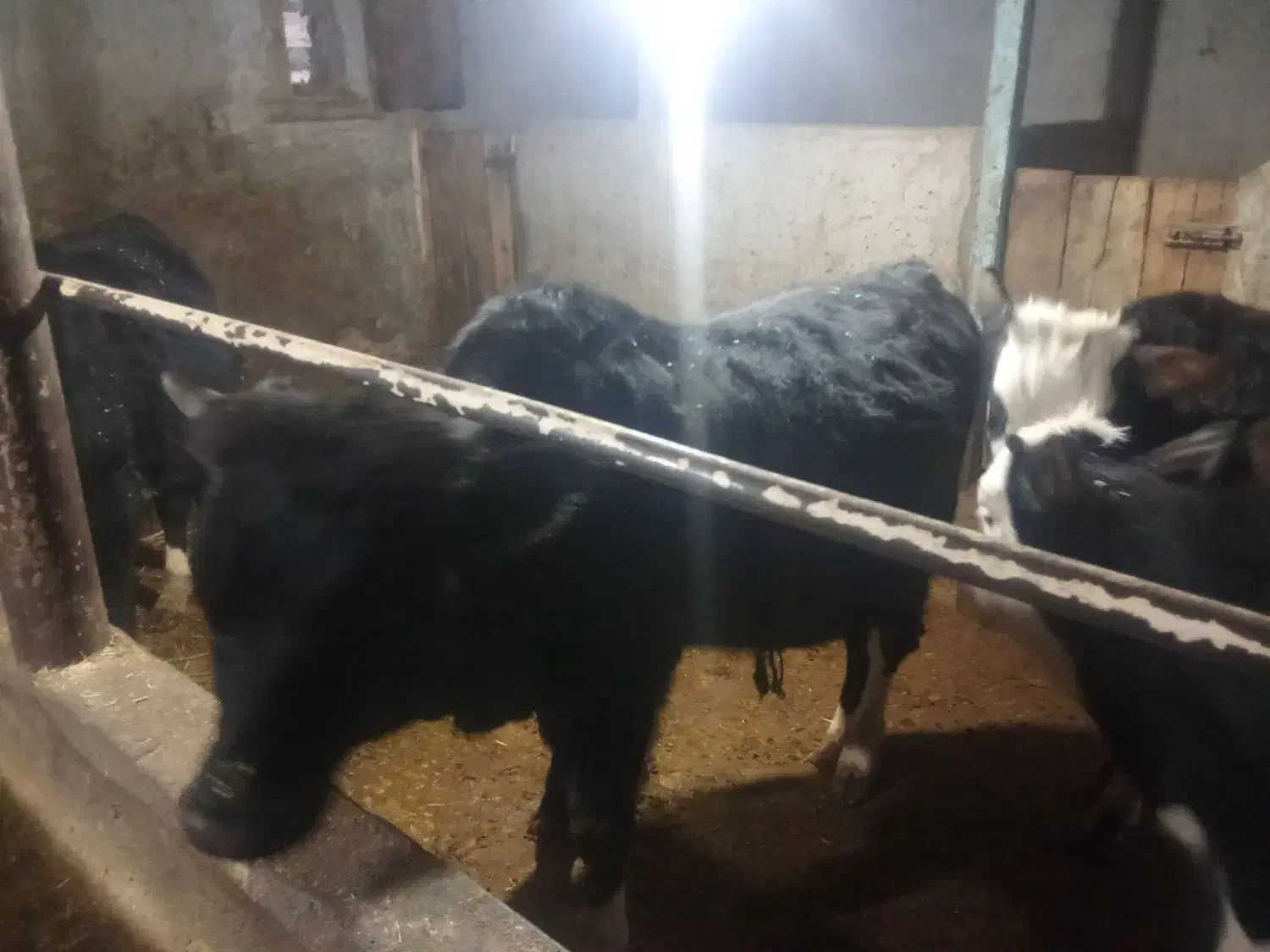 گوساله نر|حیوانات مزرعه|پل سفید, |دیوار