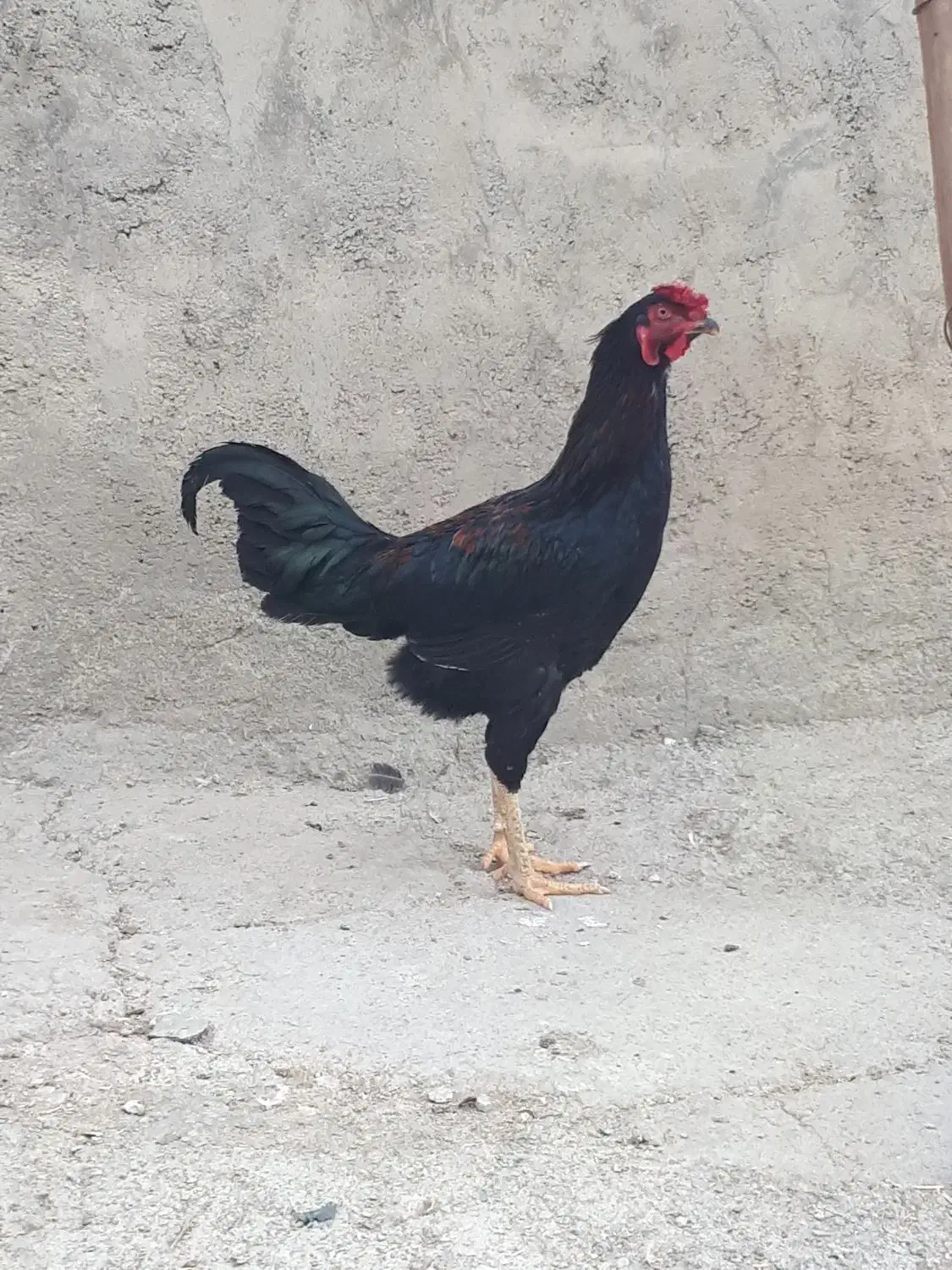 مرغ و خروس دورگ لاری|حیوانات مزرعه|مریوان, |دیوار