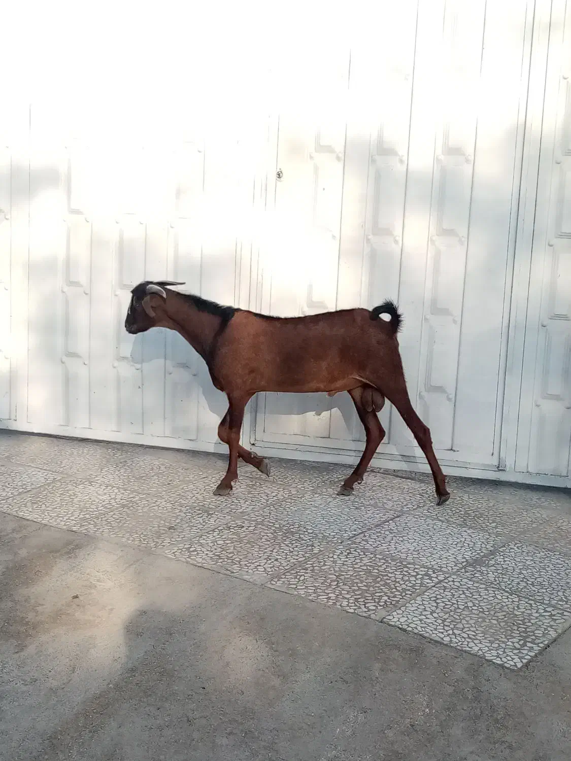 دو عدد کهره نر|حیوانات مزرعه|بندرعباس, |دیوار