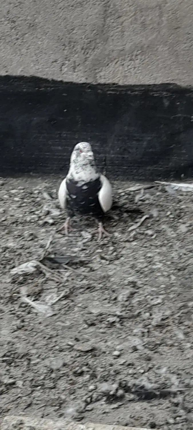 ساده مشهدی کلاغ|پرنده|شاندیز, |دیوار