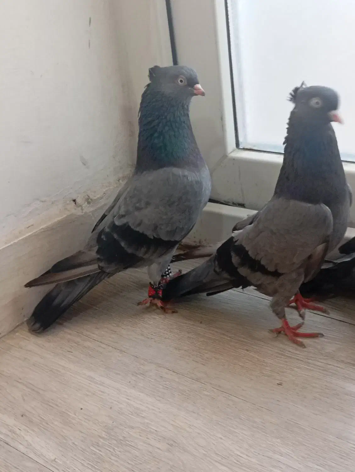 کبوتر ابادانی با جوجه|پرنده|بوشهر, |دیوار