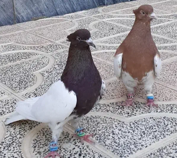 کبوتر کله ای گوره سرخ|پرنده|بروجرد, |دیوار