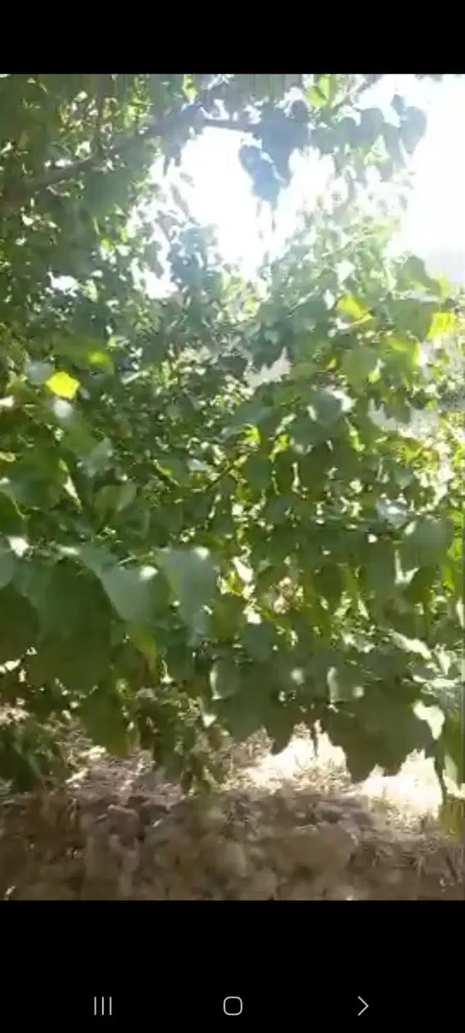 باغچه حسین آباد قاجار|فروش خانه و ویلا|قرچک, شهرک طلائیه|دیوار