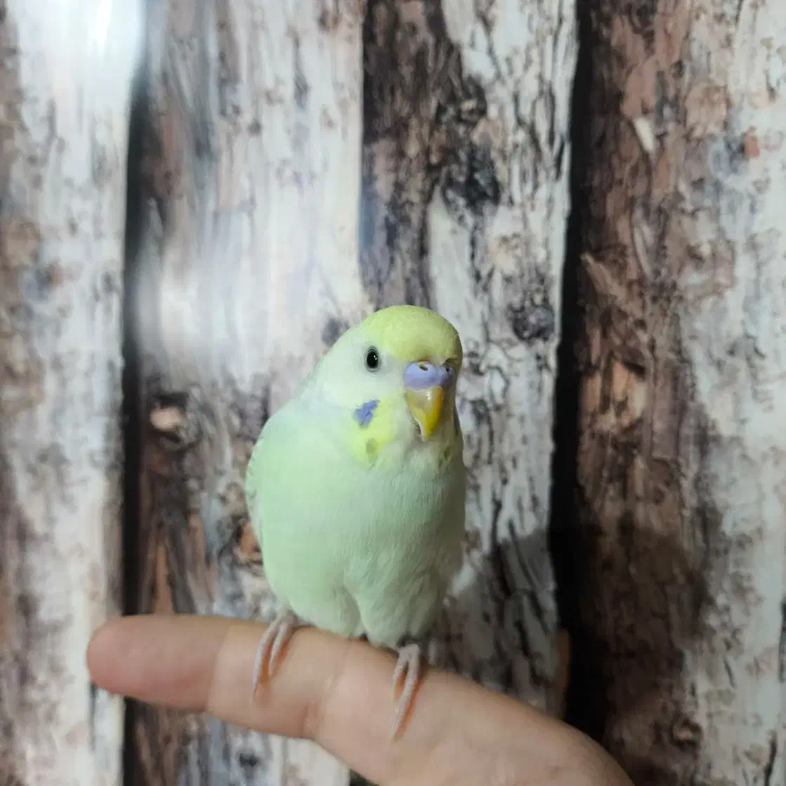 مرغ عشق نر|پرنده|شاهین‌شهر, خانه کارگر|دیوار