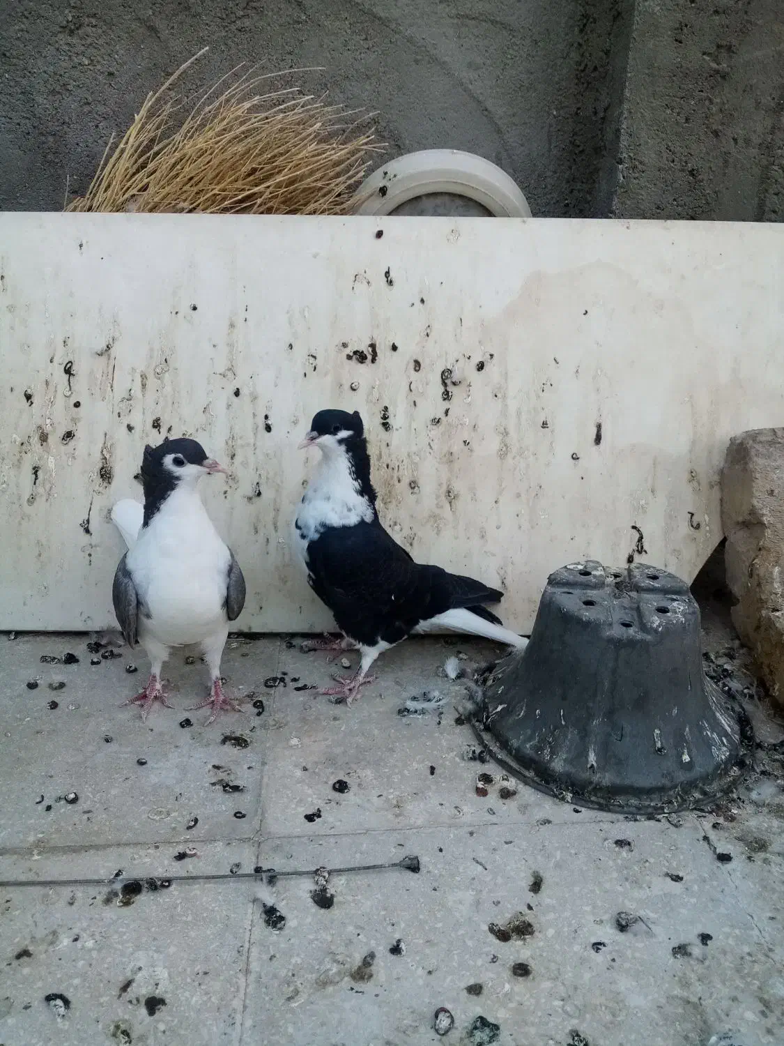 ساده کاکلی|پرنده|بردسکن, |دیوار