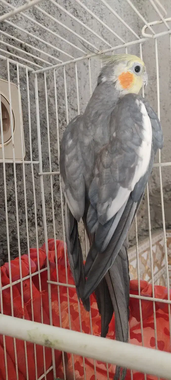 عروس هلندی نر بالغ|پرنده|زابل, |دیوار