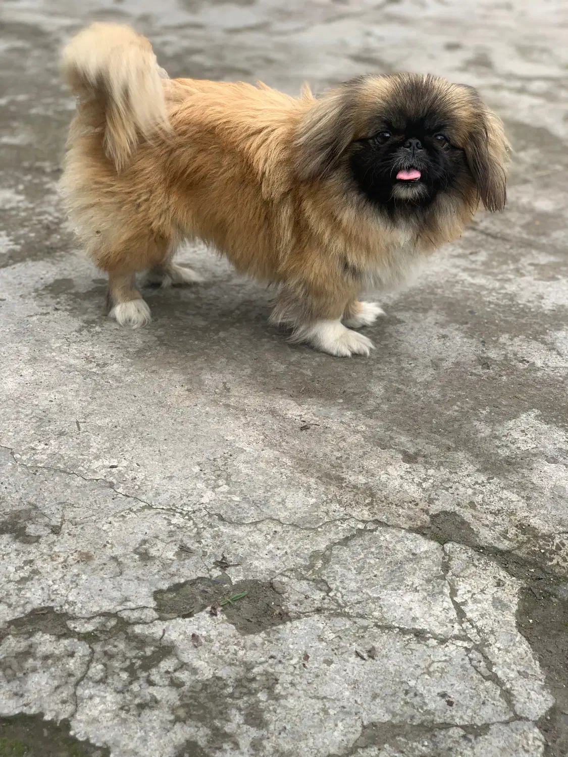 سگ پیکنیز خالص|سگ|رشت, کوی عرفان|دیوار