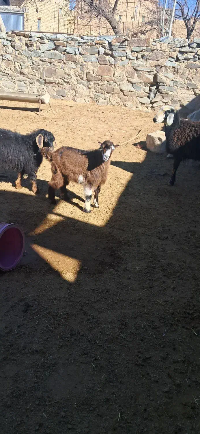 بز نر|حیوانات مزرعه|قیدار, |دیوار