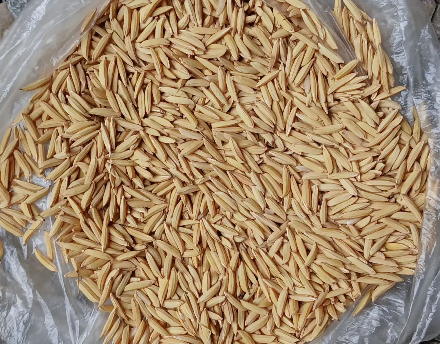 شالی دم سیاه قلم درشت به شرط|عمدهفروشی|گنبد کاووس, |دیوار