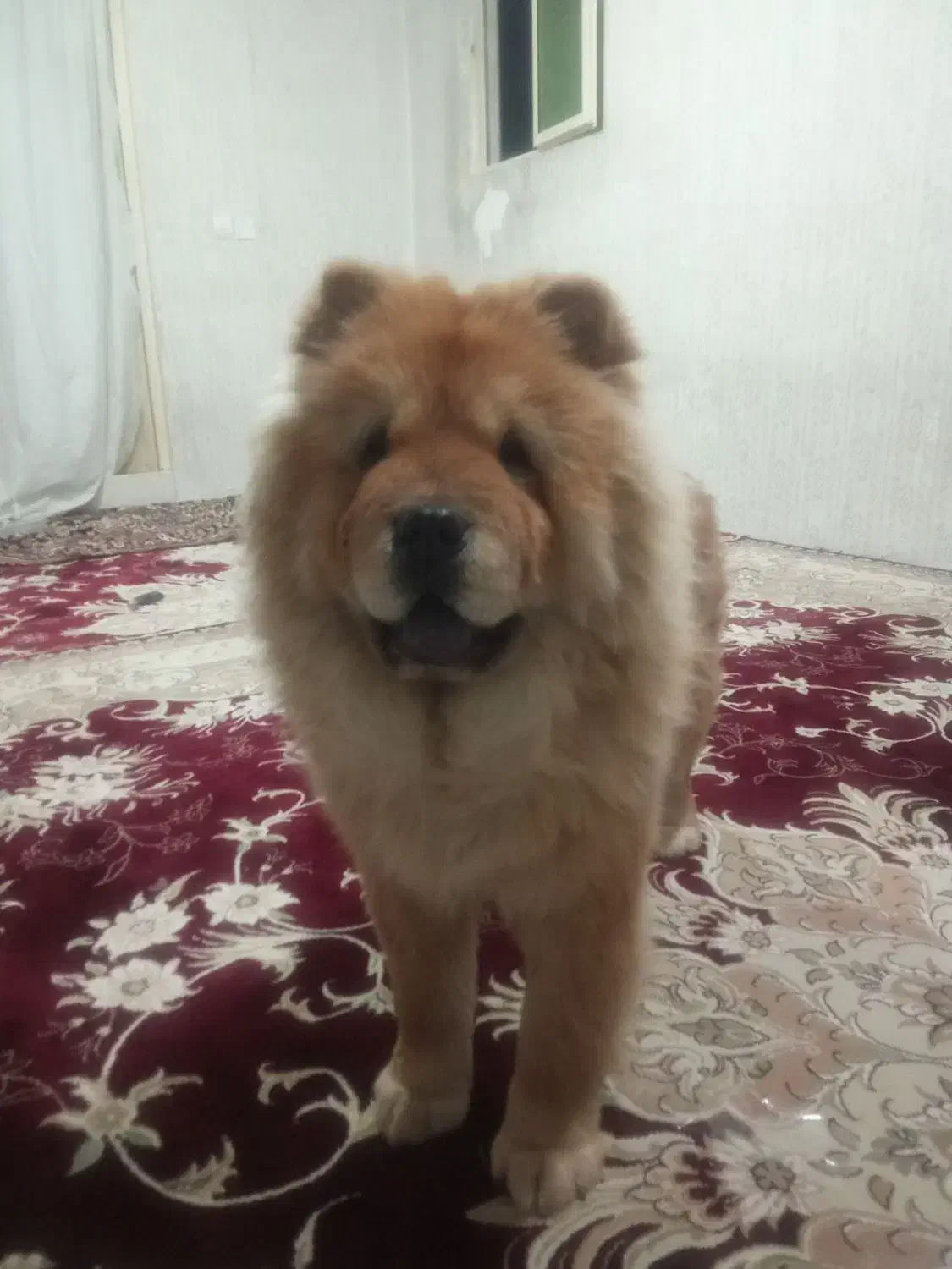 سگ چاو چاو ماده|سگ|رباط‌کریم, شهرک صنعتی ده‌حسن|دیوار