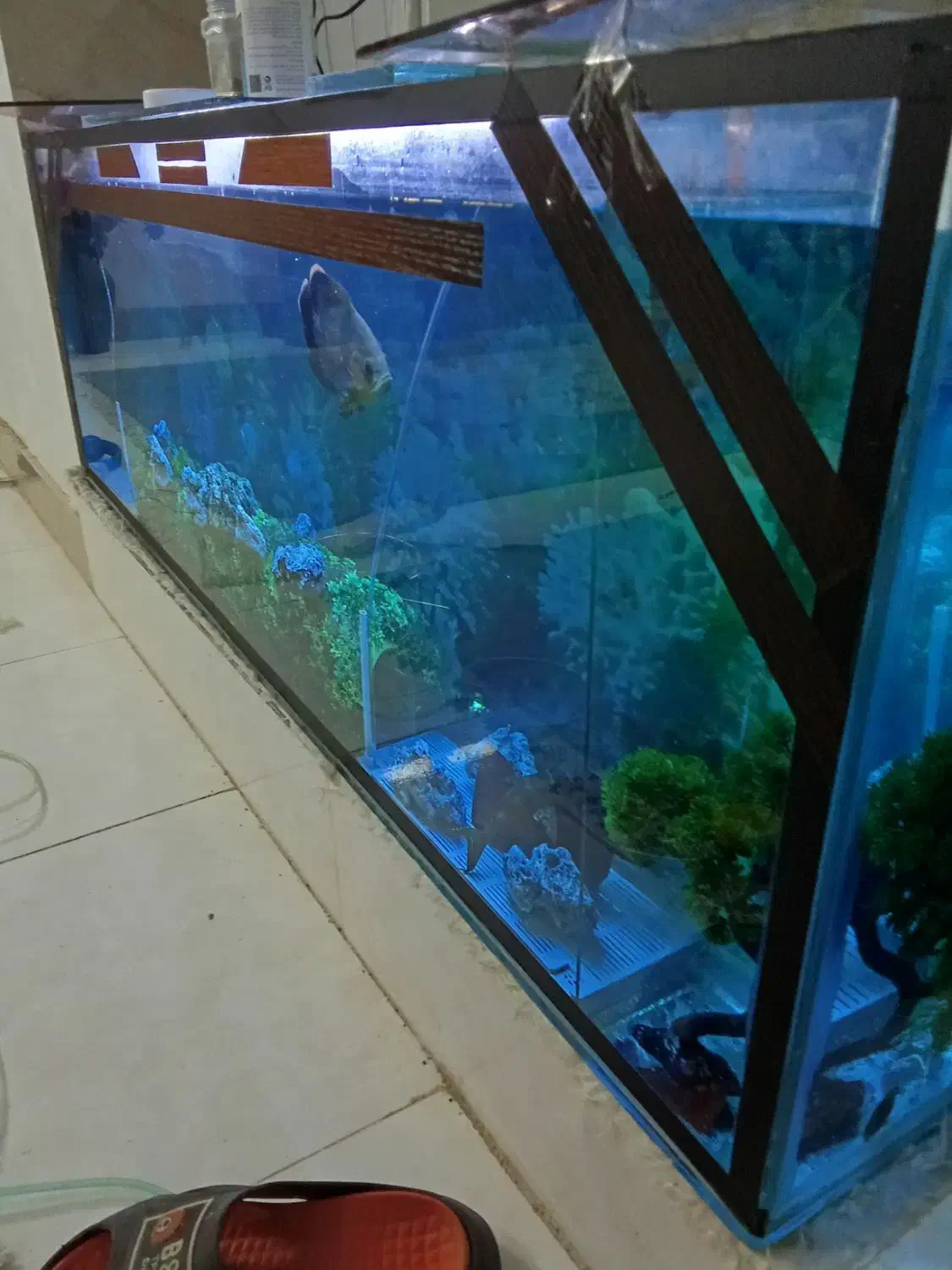 آکواریوم ولوازم|ماهی|زاهدان, |دیوار