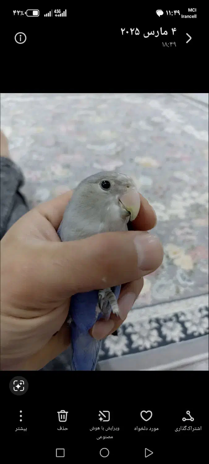 گمشده طوطی|حیوانات|مریوان, |دیوار