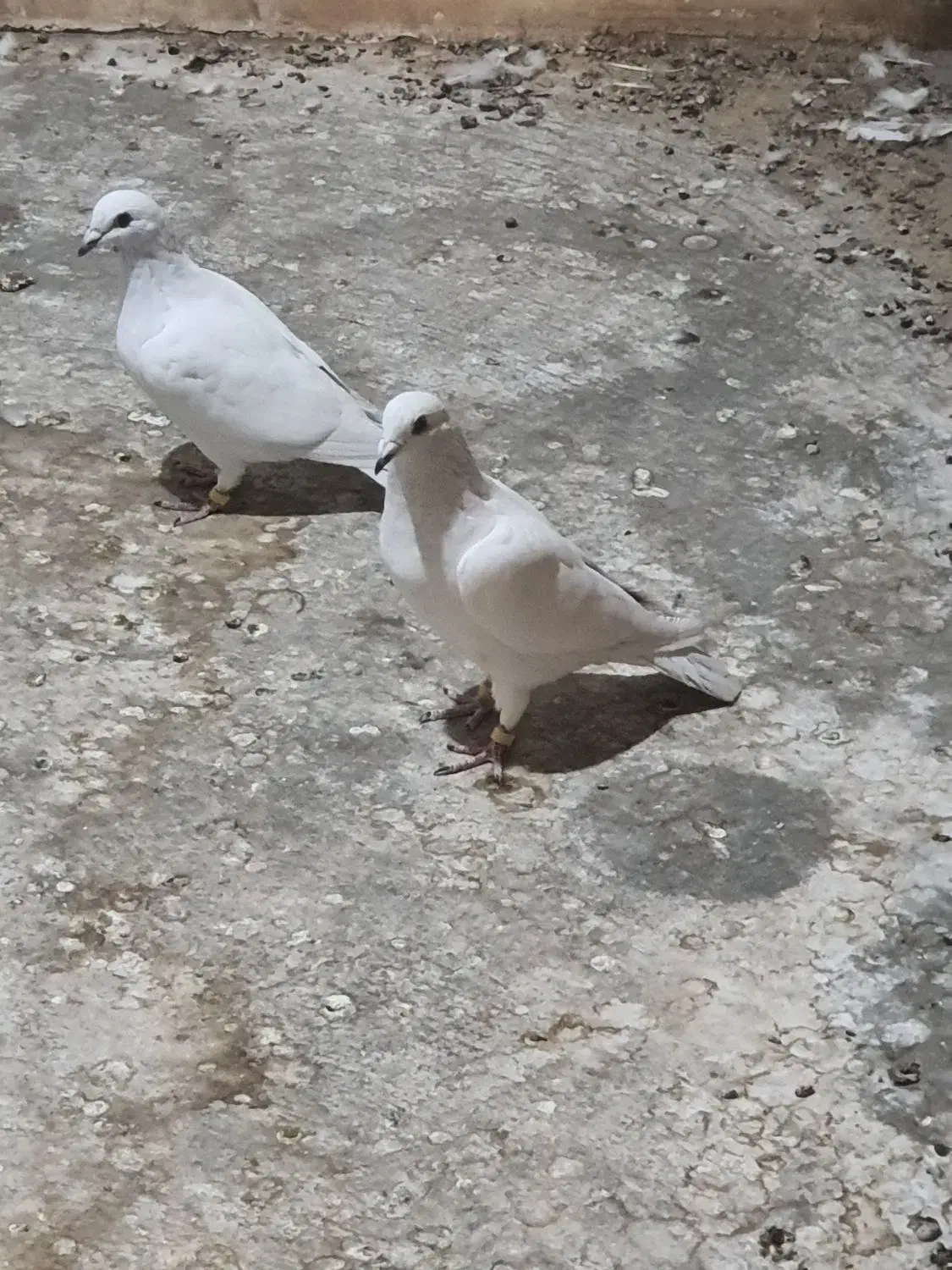 کبوتر مامی کرمانی و سار سیاه|پرنده|طبس, |دیوار