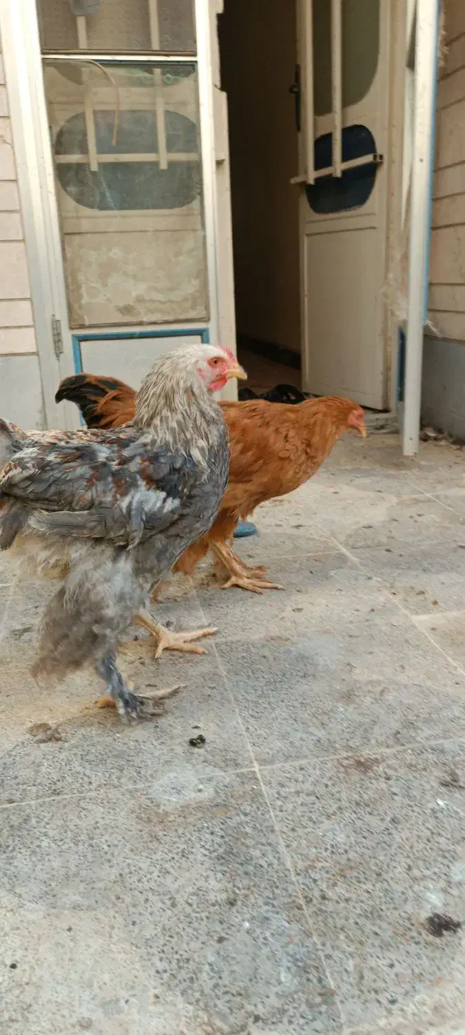 مرغ و خروس سلطان زینتی|حیوانات مزرعه|شیراز, پودنک|دیوار