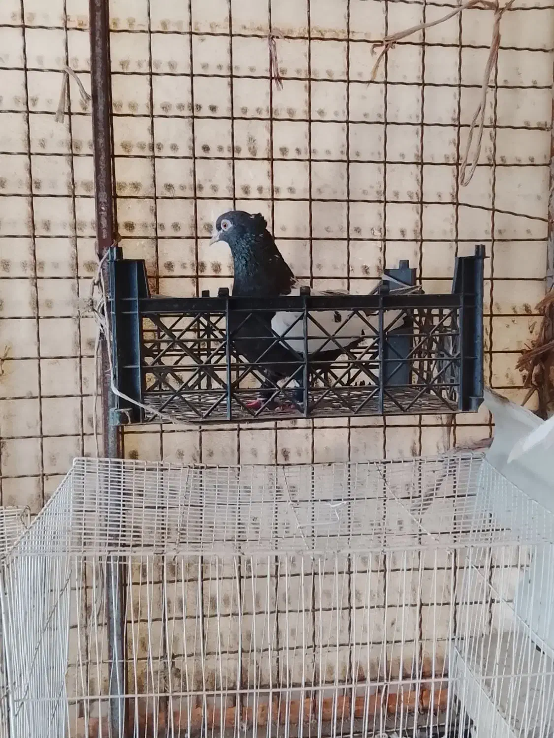 کبوتر|پرنده|شیروان (خراسان), |دیوار