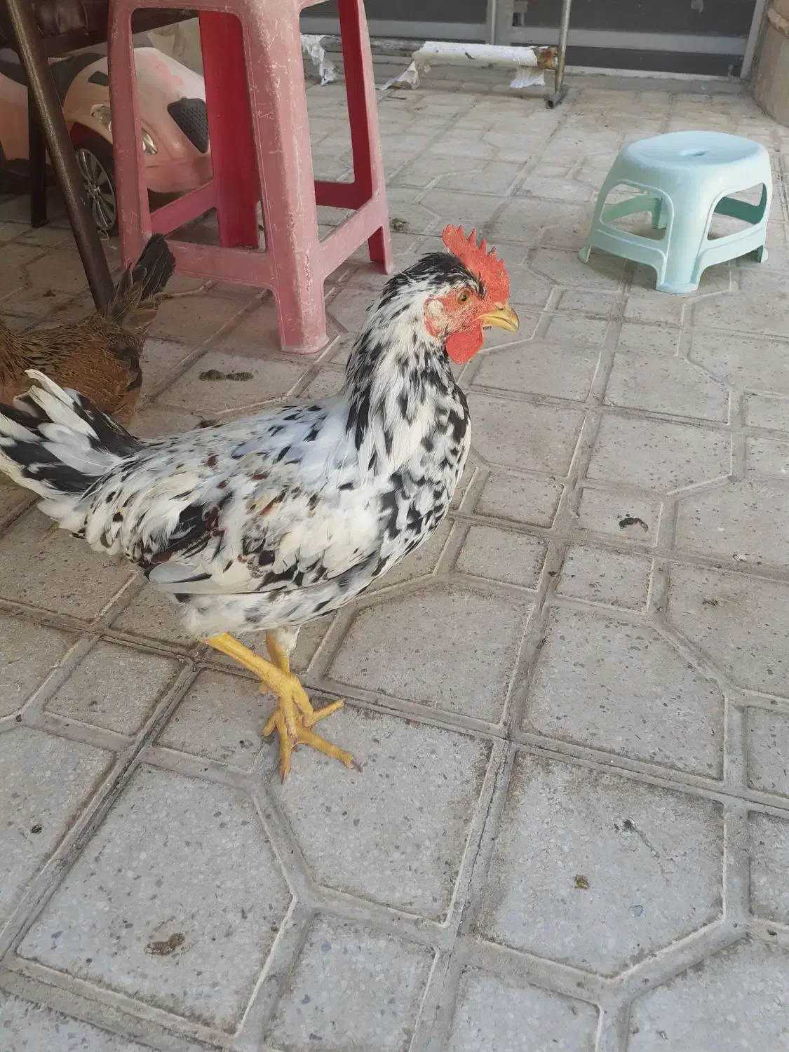 فروش سه عدد خروس گلین زیبا جوان اذان گو|حیوانات مزرعه|شیراز, شهرک گلستان|دیوار