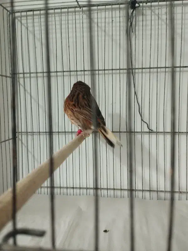 قناری گلاستر نر بخون شلاقی|پرنده|قم, نوبهار|دیوار