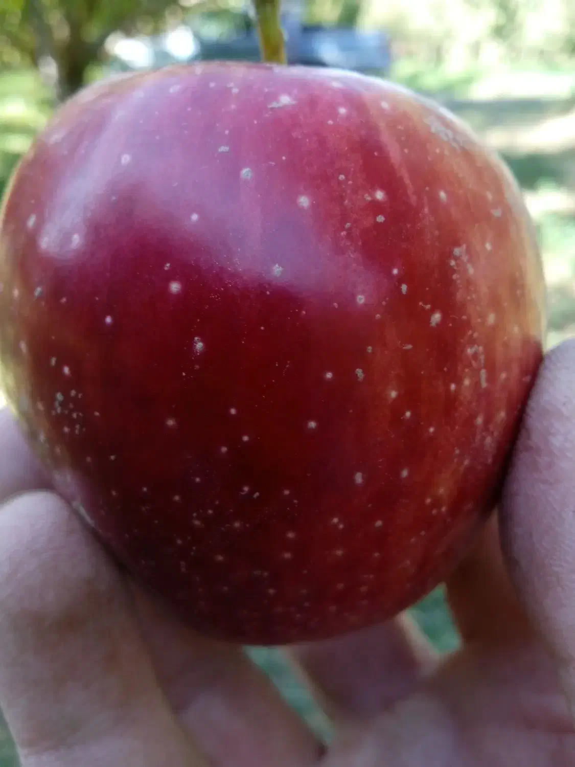 جویای کار|فعالیت داوطلبانه|نقده, |دیوار