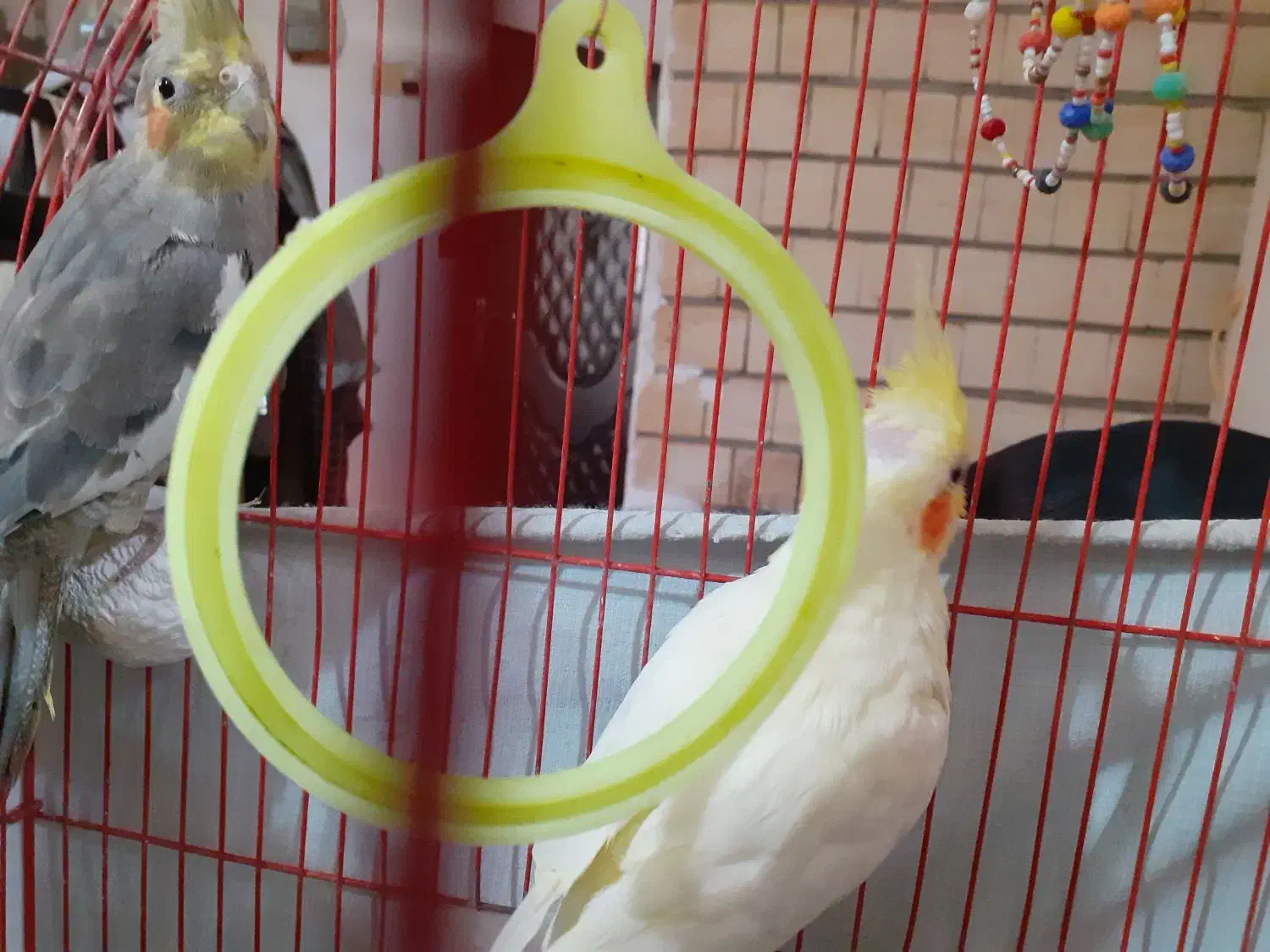 یه جفت عروس هلندی نر و ماده|پرنده|رشت, ولکس|دیوار