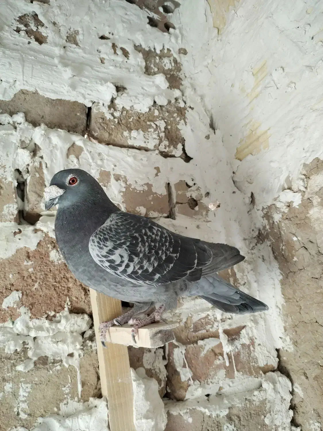 کفتر|پرنده|خوسف, |دیوار