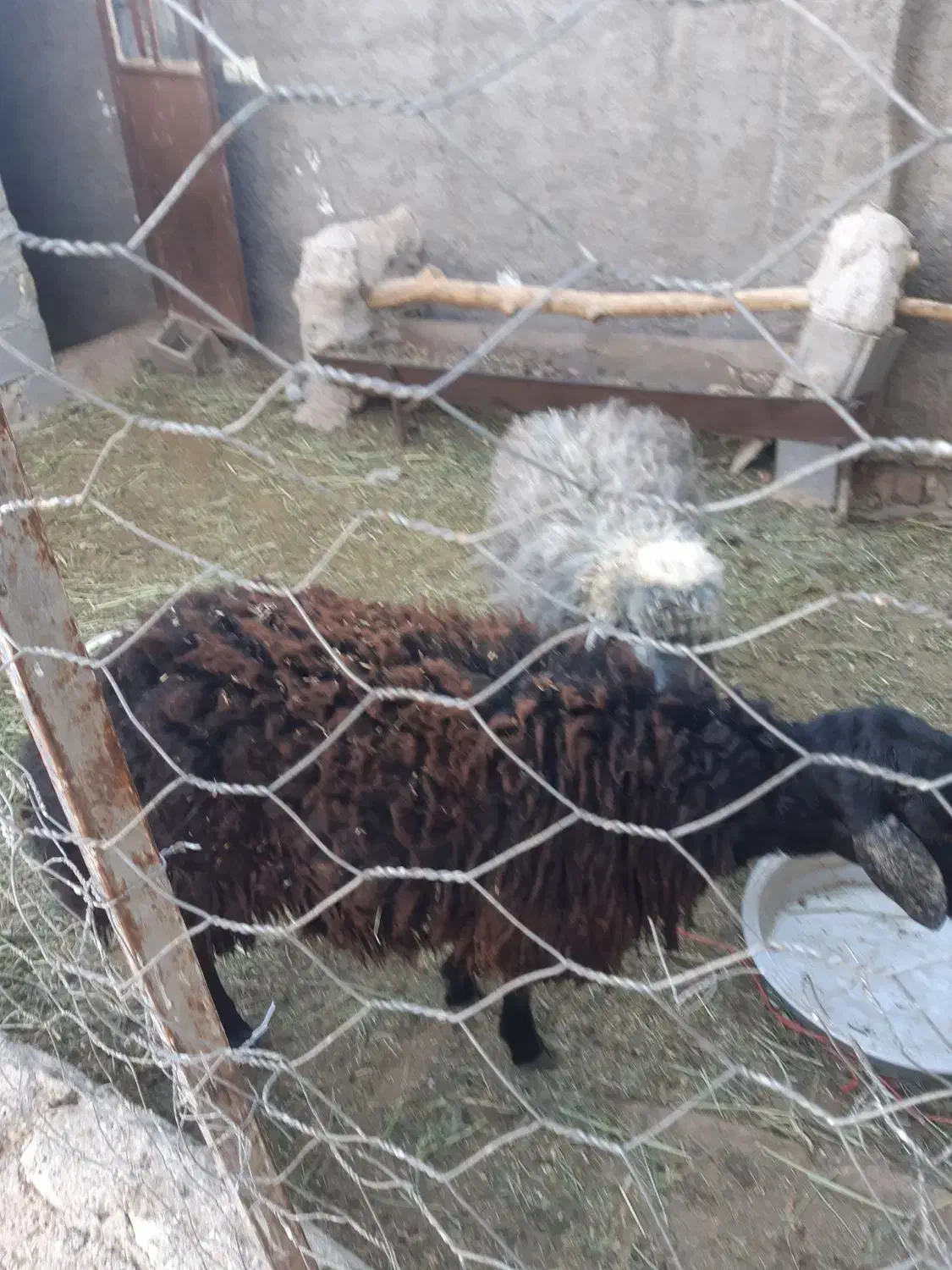 فروش بره نر|حیوانات مزرعه|ساوه, |دیوار