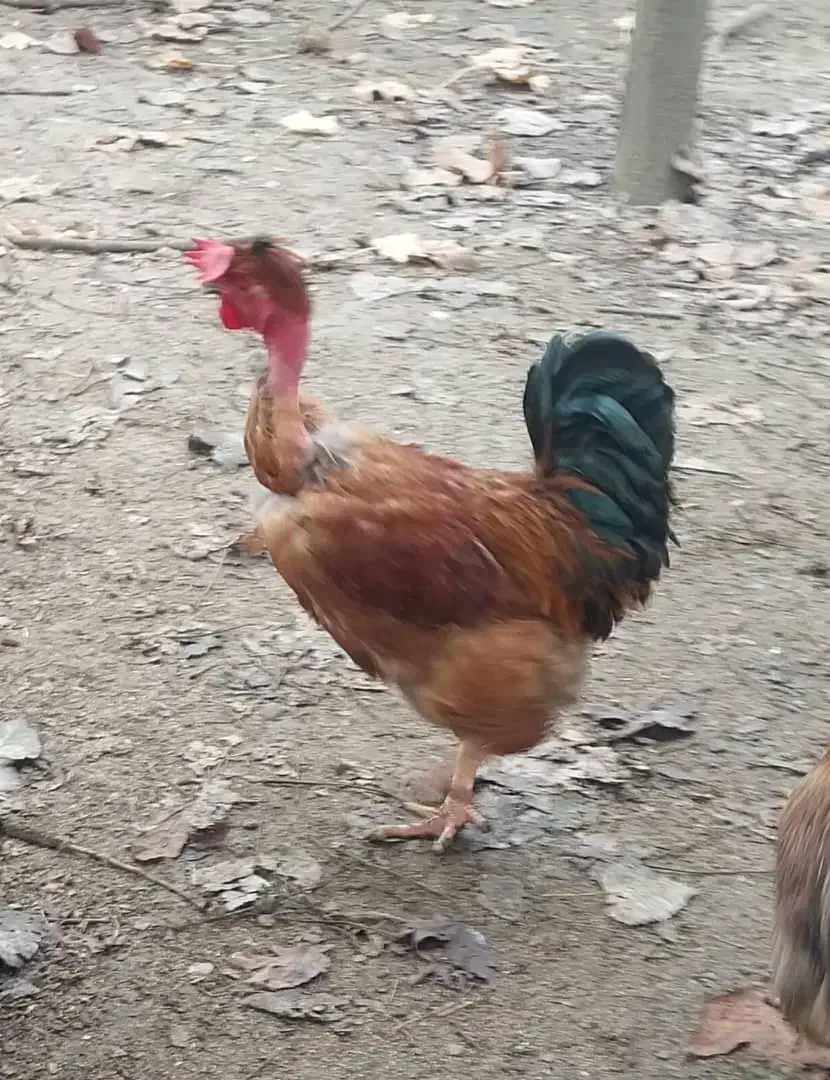 فروش خروس محلی|حیوانات مزرعه|لاهیجان, خالو باغ|دیوار