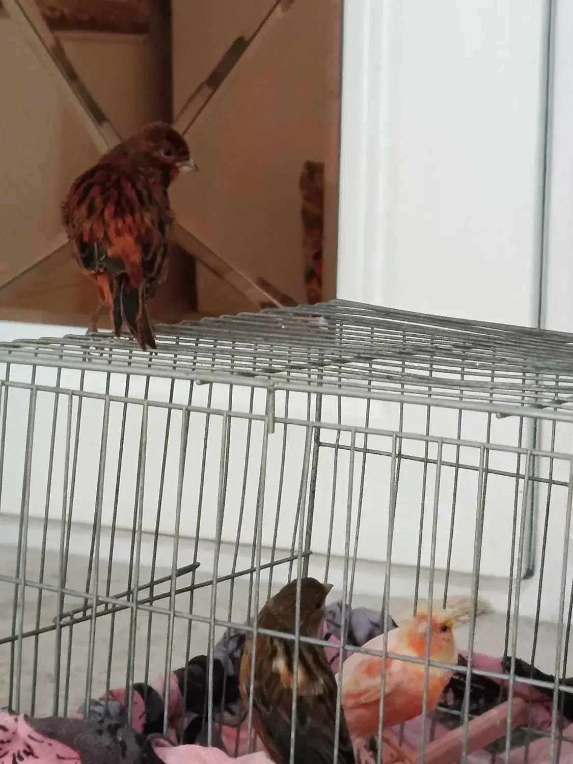 قناری|پرنده|ایلام, |دیوار