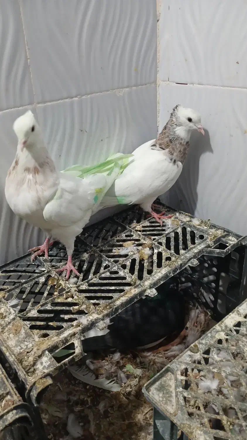 طوقی|پرنده|یاسوج, |دیوار