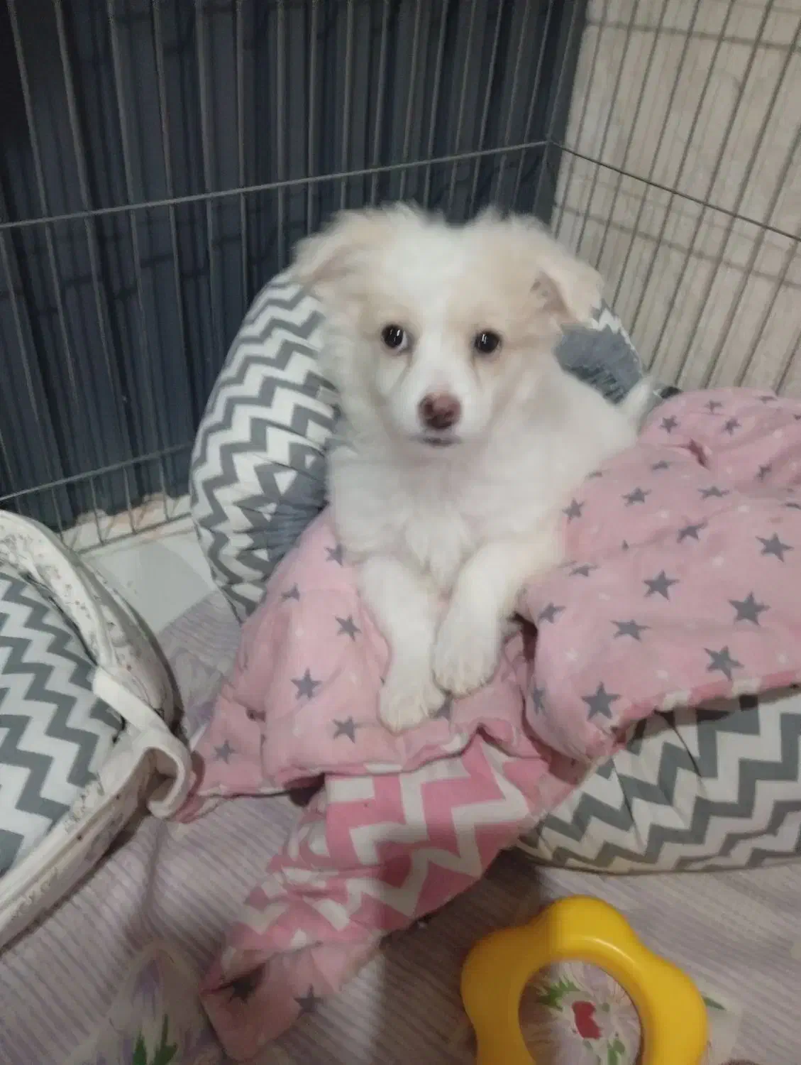 سگ ۳ماه|سگ|پرند, فاز ۴|دیوار