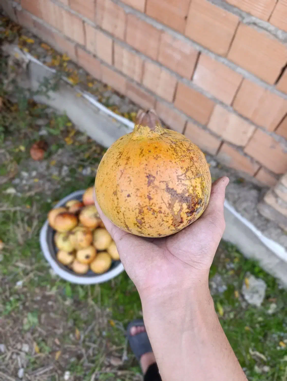 خانه بزرگ در روستا|فروش خانه و ویلا|سیجوال, |دیوار