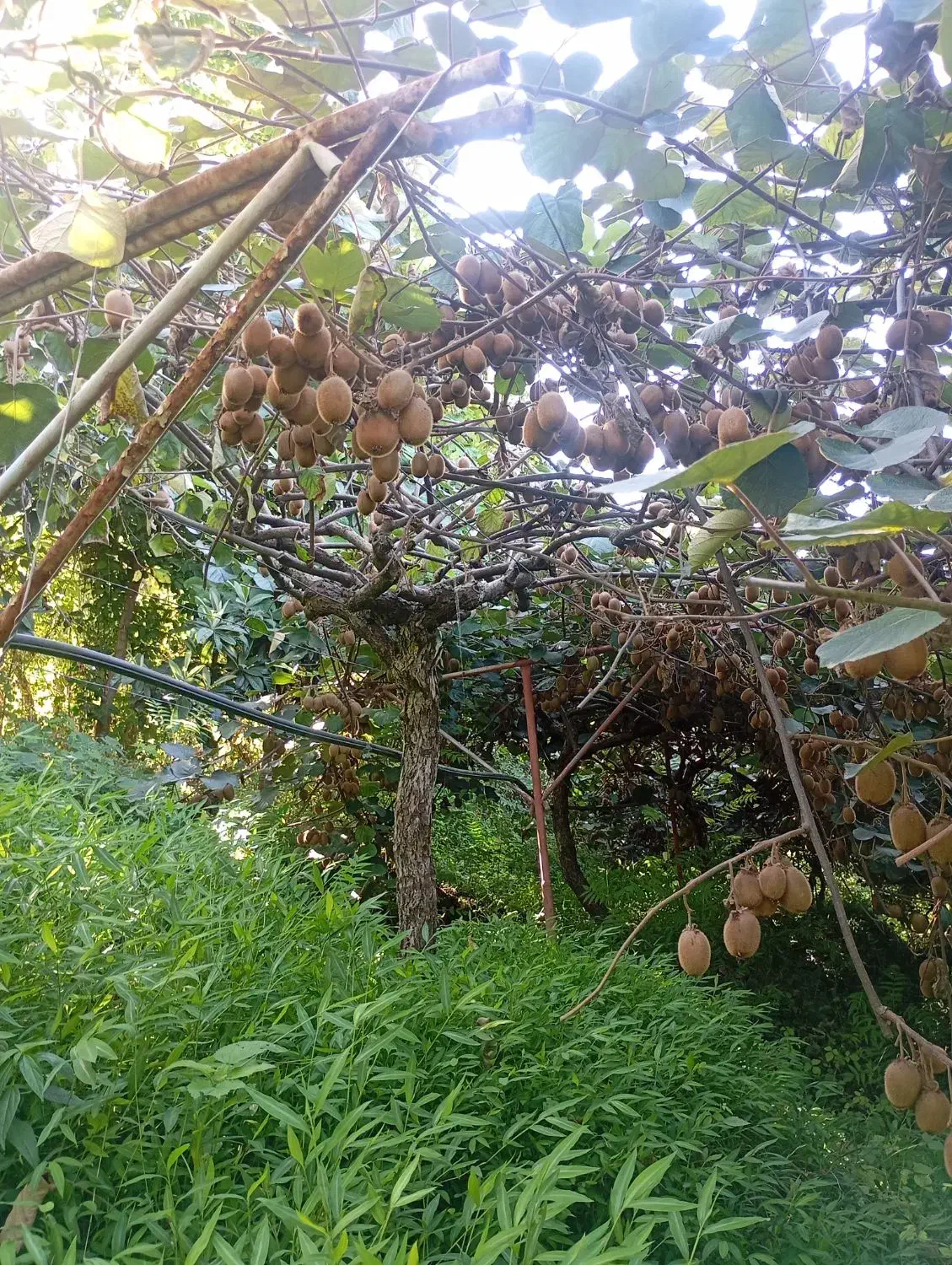 کیوی ریز و دوقولو سوخته|خدمات باغبانی و درختکاری|لیسار, |دیوار