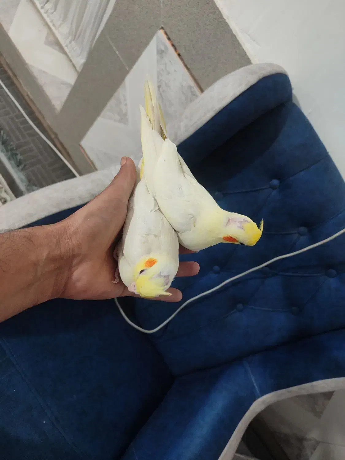 عروس هلندی|پرنده|پیشوا, |دیوار