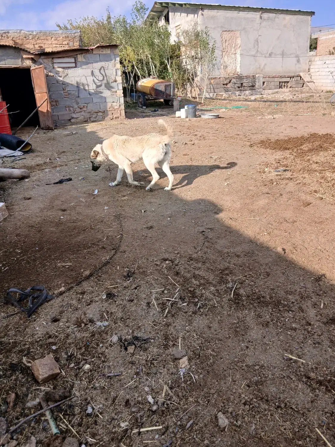 واگذاری ماده سگ|سگ|اهر, |دیوار