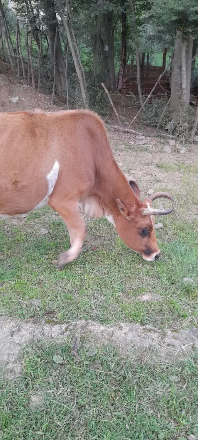 گاو جوان حدود پنج ماه حامله|حیوانات مزرعه|سیاهکل, |دیوار