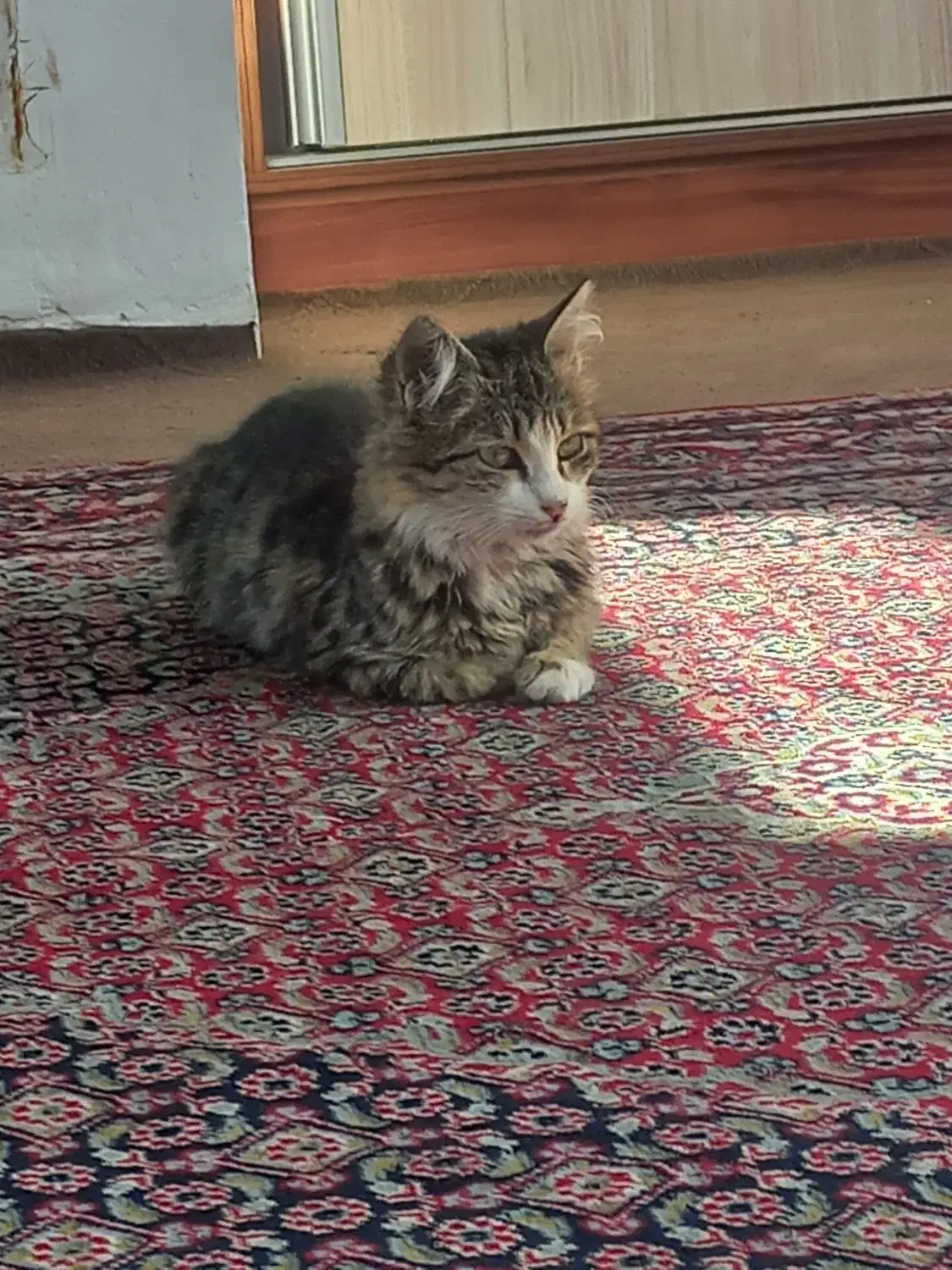 گربه خانگی بازیگوش|گربه|اردبیل, |دیوار