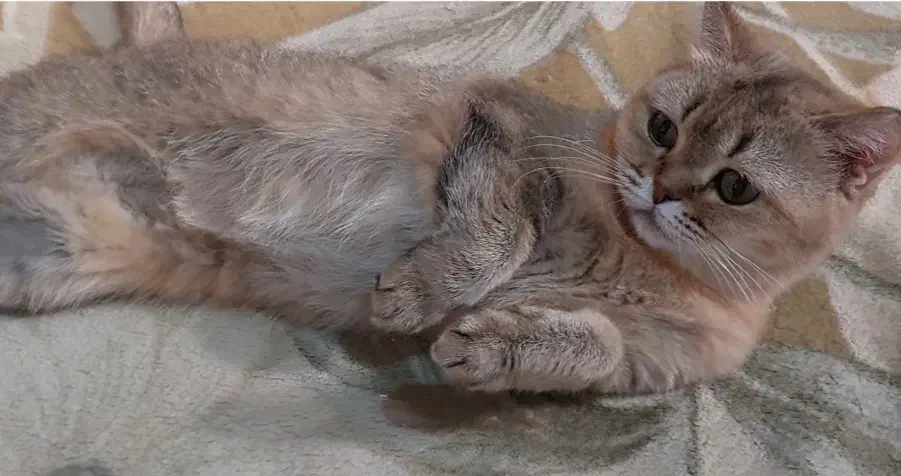 فروش گربه اسکاتیش و بریتیش بالغ|گربه|کرج, فاز ۴ مهرشهر|دیوار